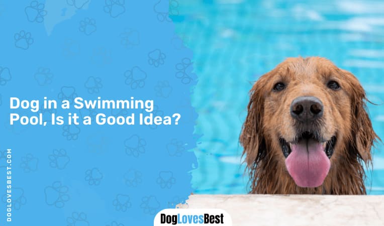 Dog in a Swimming Pool, Is it a Good Idea