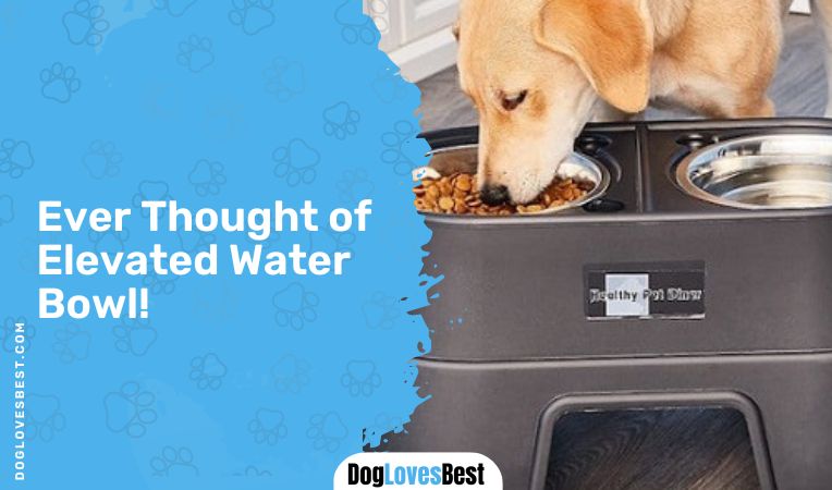 Ever Thought of Elevated Water Bowl