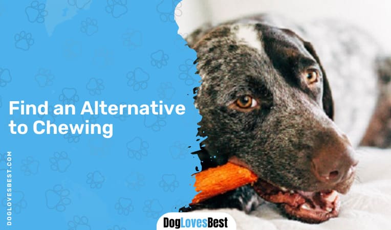 Find an Alternative to Chewing
