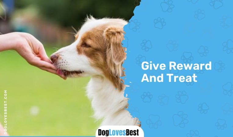 Give Reward And Treat