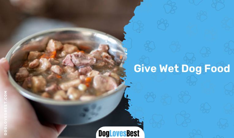  Give Wet Dog Food