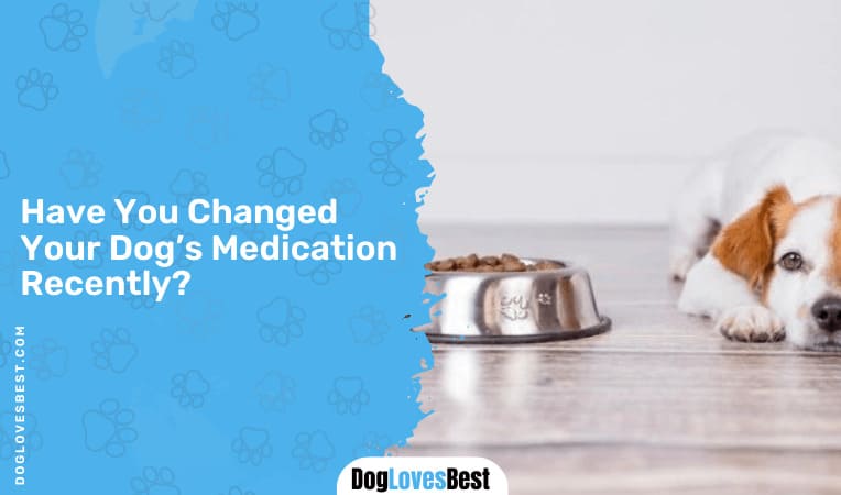 Have You Changed Your Dog’s Medication Recently