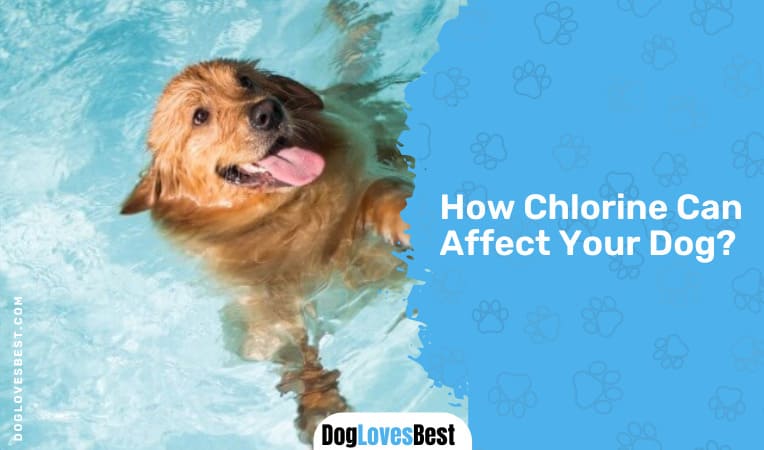 How Chlorine Can Affect Your Dog