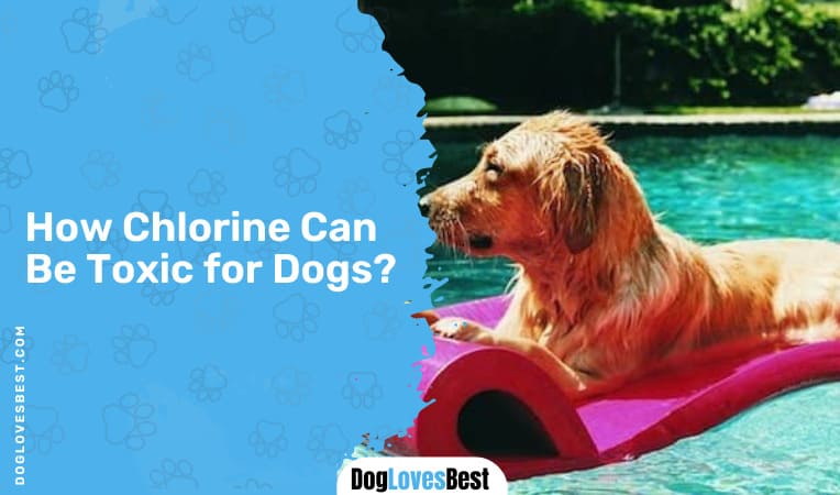 How Chlorine Can Be Toxic for Dogs