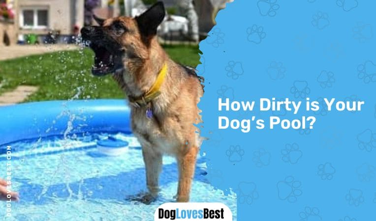 How Dirty is Your Dog's Pool