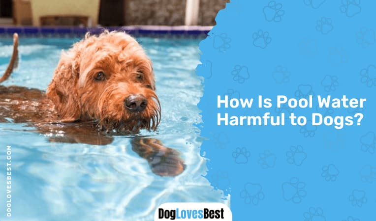 How Is Pool Water Harmful to Dogs