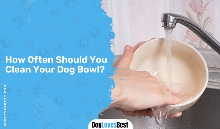 How Often Should You Clean Your Dog Bowl