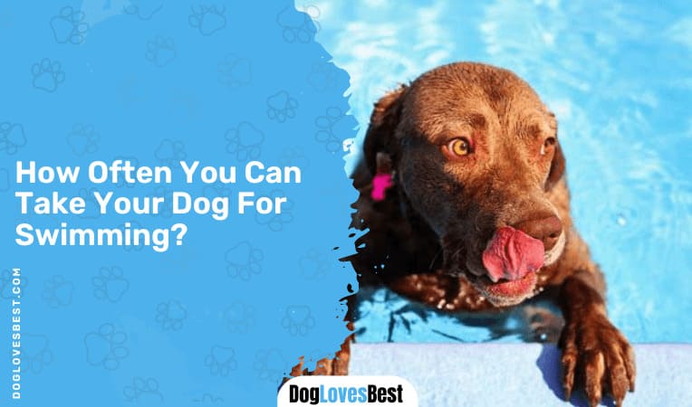 How Often You Can Take Your Dog For Swimming