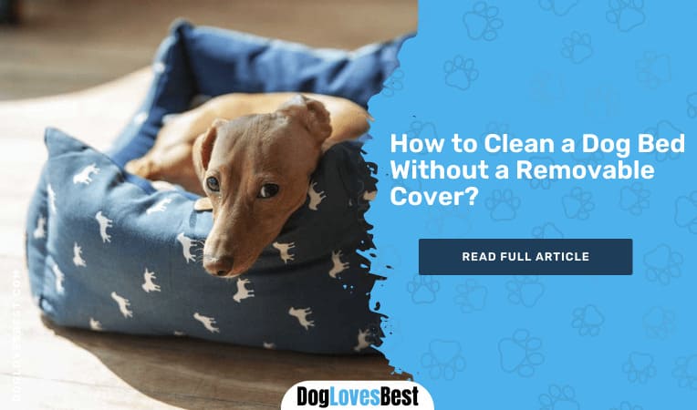 How to Clean a Dog Bed Without a Removable Cover