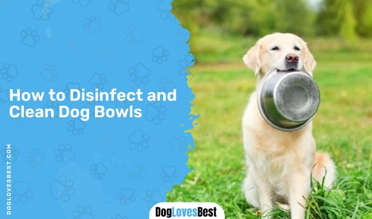 How to Disinfect and Clean Dog Bowls