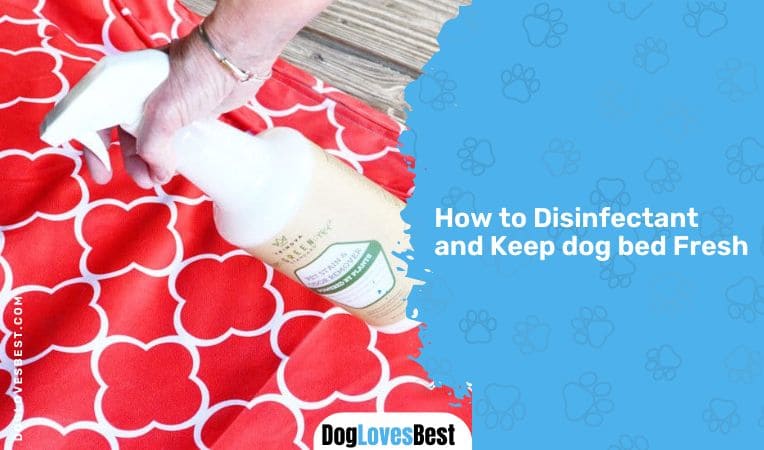 How to Disinfectant and Keep dog bed Fresh 