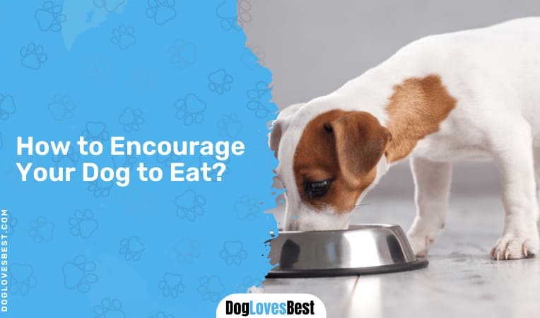 How to Encourage Your Dog to Eat