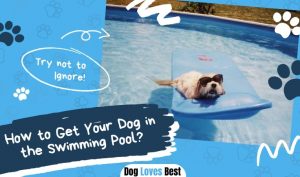 How to Get Your Dog in the Swimming Pool