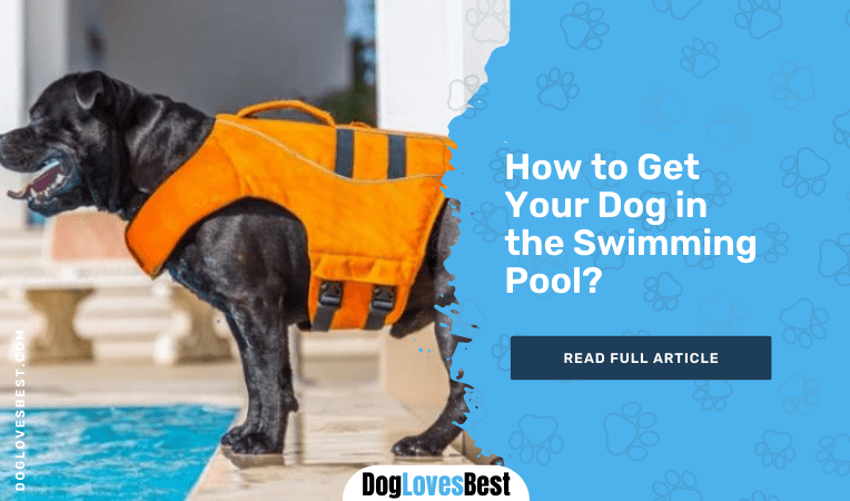 How to Get Your Dog in the Swimming Pool