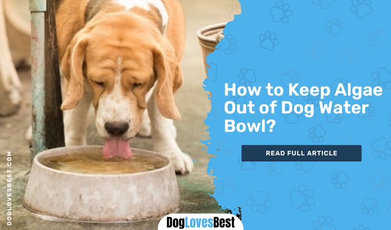 How to Keep Algae Out of Dog Water Bowl