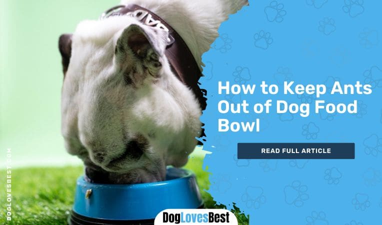 How to Keep Ants Out of Dog Food Bowl