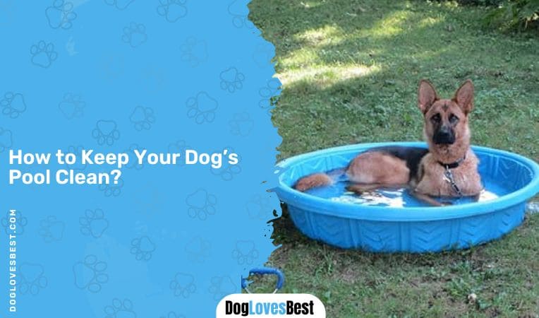 How to Keep Your Dog's Pool Clean