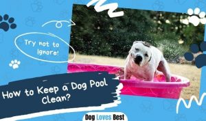 How to Keep a Dog Pool Clean