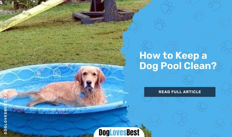 How to Keep a Dog Pool Clean