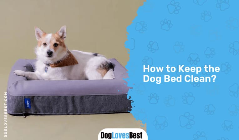 How to Keep the Dog Bed Clean