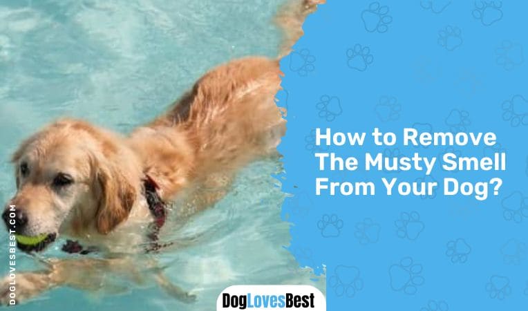 How to Remove The Musty Smell From Your Dog