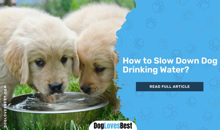 How to Slow Down Dog Drinking Water