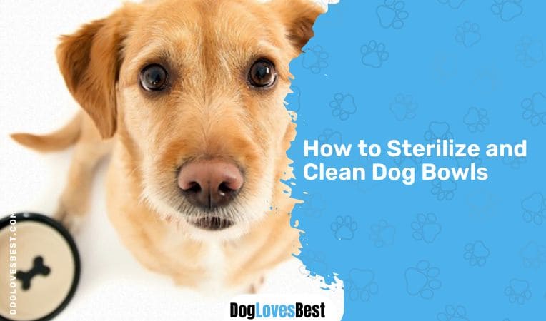 How to Sterilize and Clean Dog Bowls