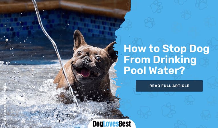 How to Stop Dog From Drinking Pool Water