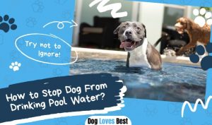 How to Stop Dog From Drinking Pool Water