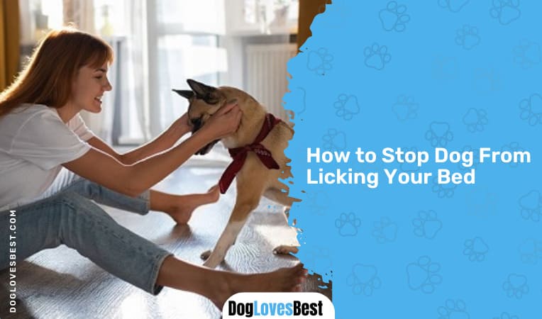 How to Stop Dog From Licking Your Bed