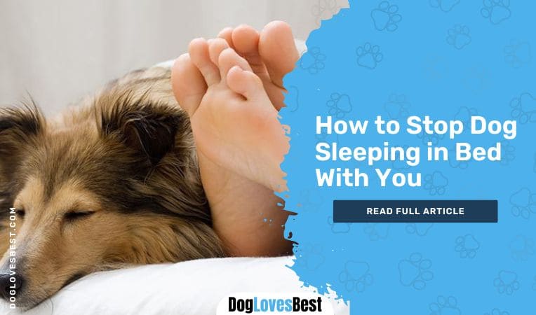 How to Stop Dog Sleeping in Bed With You
