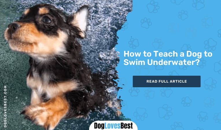 How to Teach a Dog to Swim Underwater