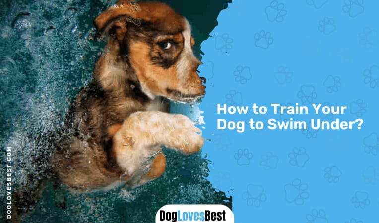 How to Train Your Dog to Swim Underwater