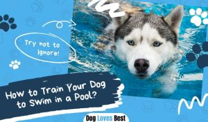 How to Train Your Dog to Swim in a Pool