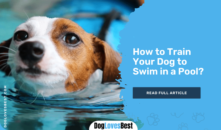 How to Train Your Dog to Swim in a Pool