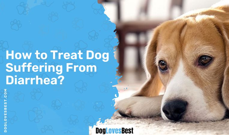 How to Treat Dog Suffering From Diarrhea