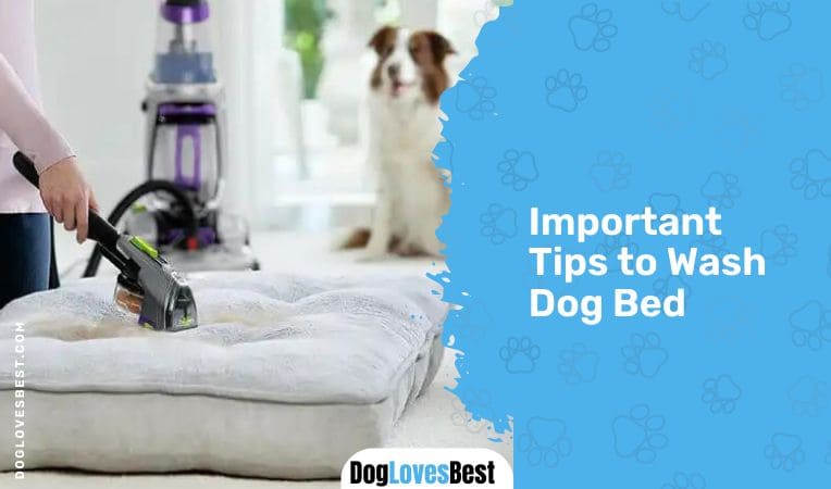 Important Tips to Wash Dog Beds
