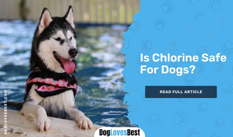 Is Chlorine Safe For Dogs