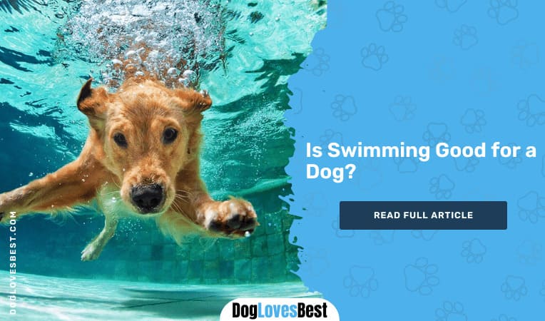 Is Swimming Good for a Dog