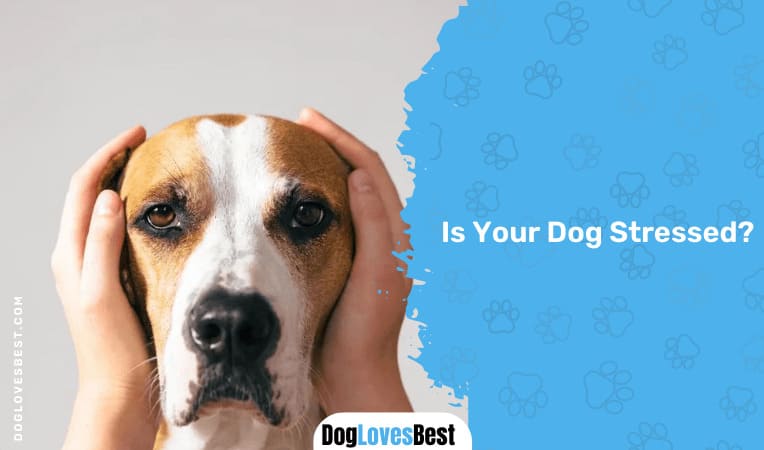 Is Your Dog Stressed