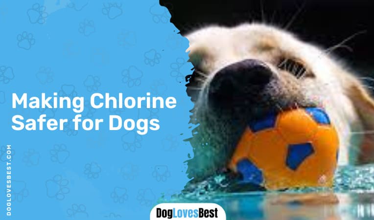 Making Chlorine Safer for Dogs