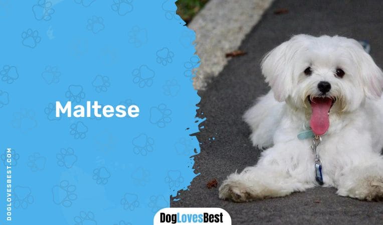 Maltese