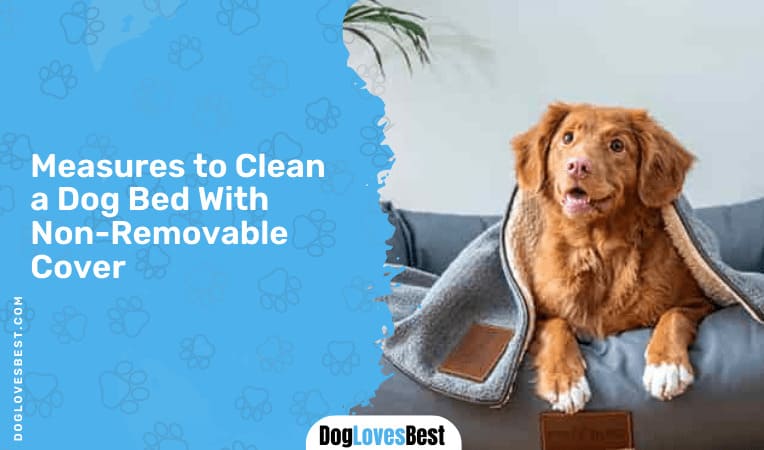 Measures to Clean a Dog Bed With Non-Removable Cover