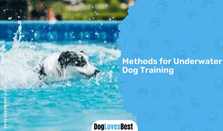 Methods for Underwater Dog Training