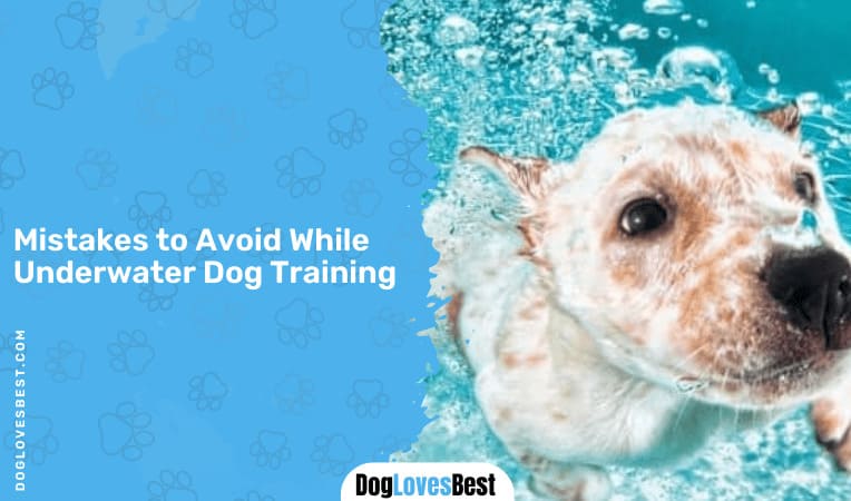 Mistakes to Avoid While Underwater Dog Training