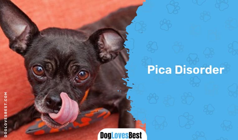 Pica Disorder