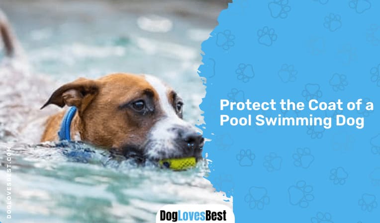 Protect the Coat of a Pool Swimming Dog