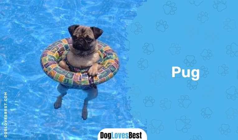 Pug