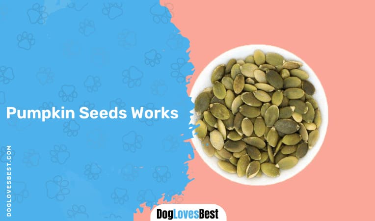 Pumpkin Seeds Works