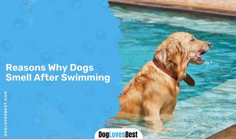 Reasons Why Dogs Smell After Swimming